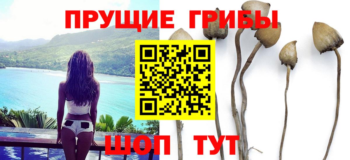 Магадан  Псилоцибиновые грибы Cubensis  Псилоцибиновые грибы Psilocybe  Вход с VPN 